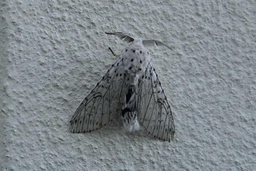 Cerura erminea